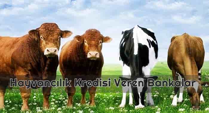 Hayvancılık Kredisi Veren Bankalar
