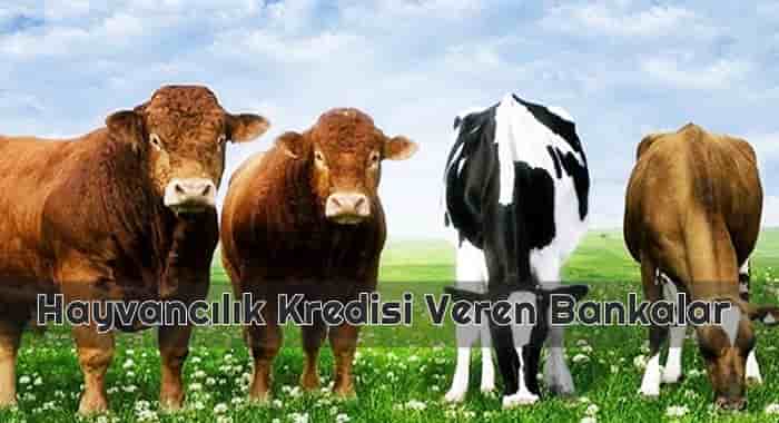 Hayvancılık Kredisi Veren Bankalar Hangileridir Görseli Hayvancılık Kredisi Veren Bankalar