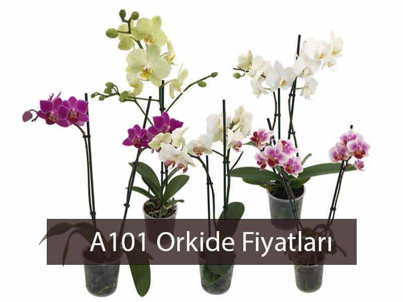 A101 orkide çiçek fiyatları