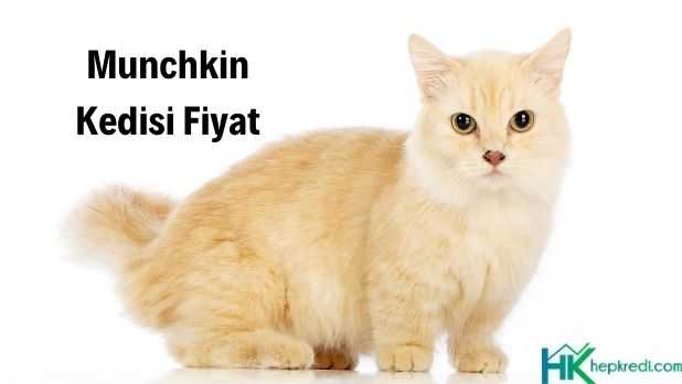 Munchkin Kedisi Fiyatı Görseli munchkin kedisi fiyatı