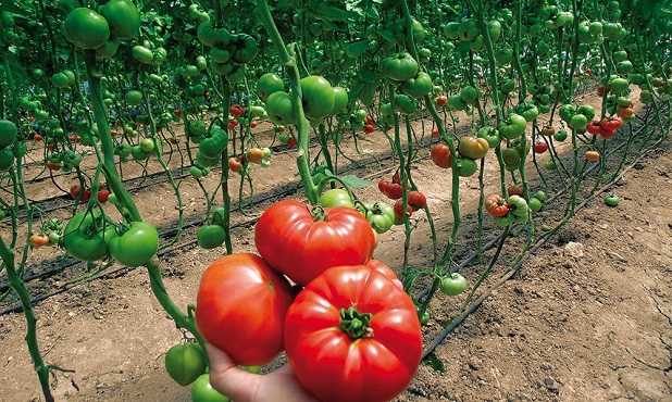Domates Fidesi Fiyatları Görseli Domates fidesi fiyatları