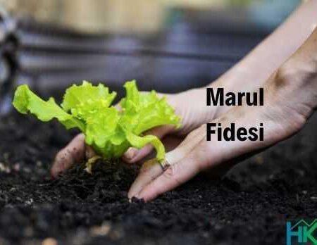 marul fidesi