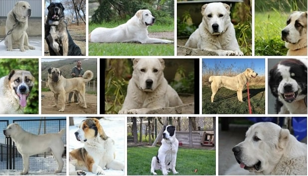 Alabai köpek fiyatları