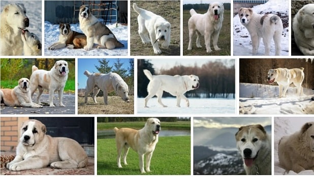 Alabai Köpek Fiyatları Görseli Alabay köpek fiyatları