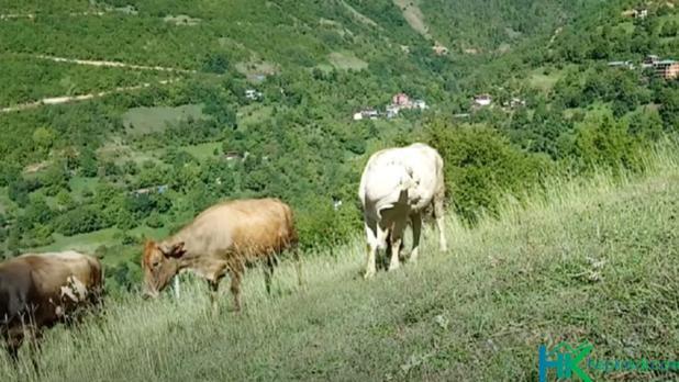 Satılık Jersey İnek Görseli satılık Jersey inek fiyatları